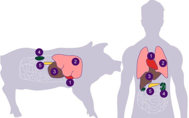 Froilán Heriberto Páez Salazar